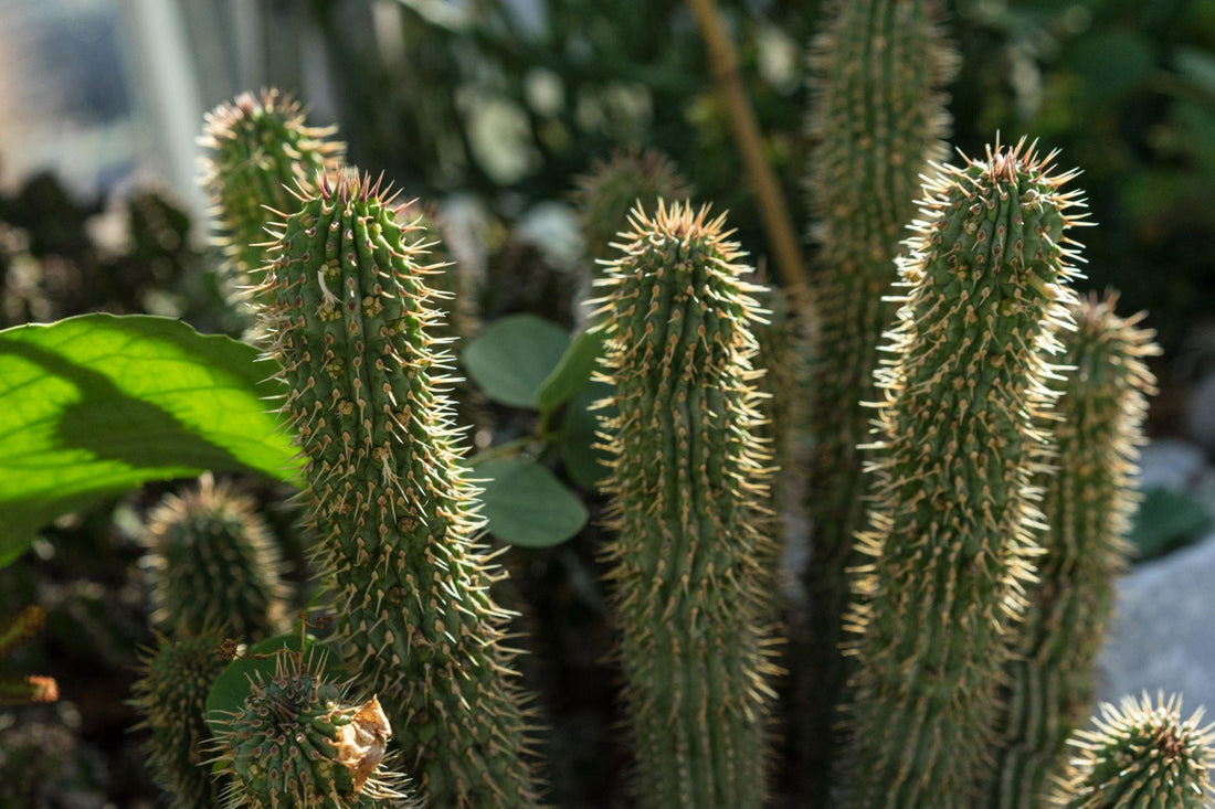 What is Hoodia - Does it Work for Weight Loss - Side Effects of Hoodia