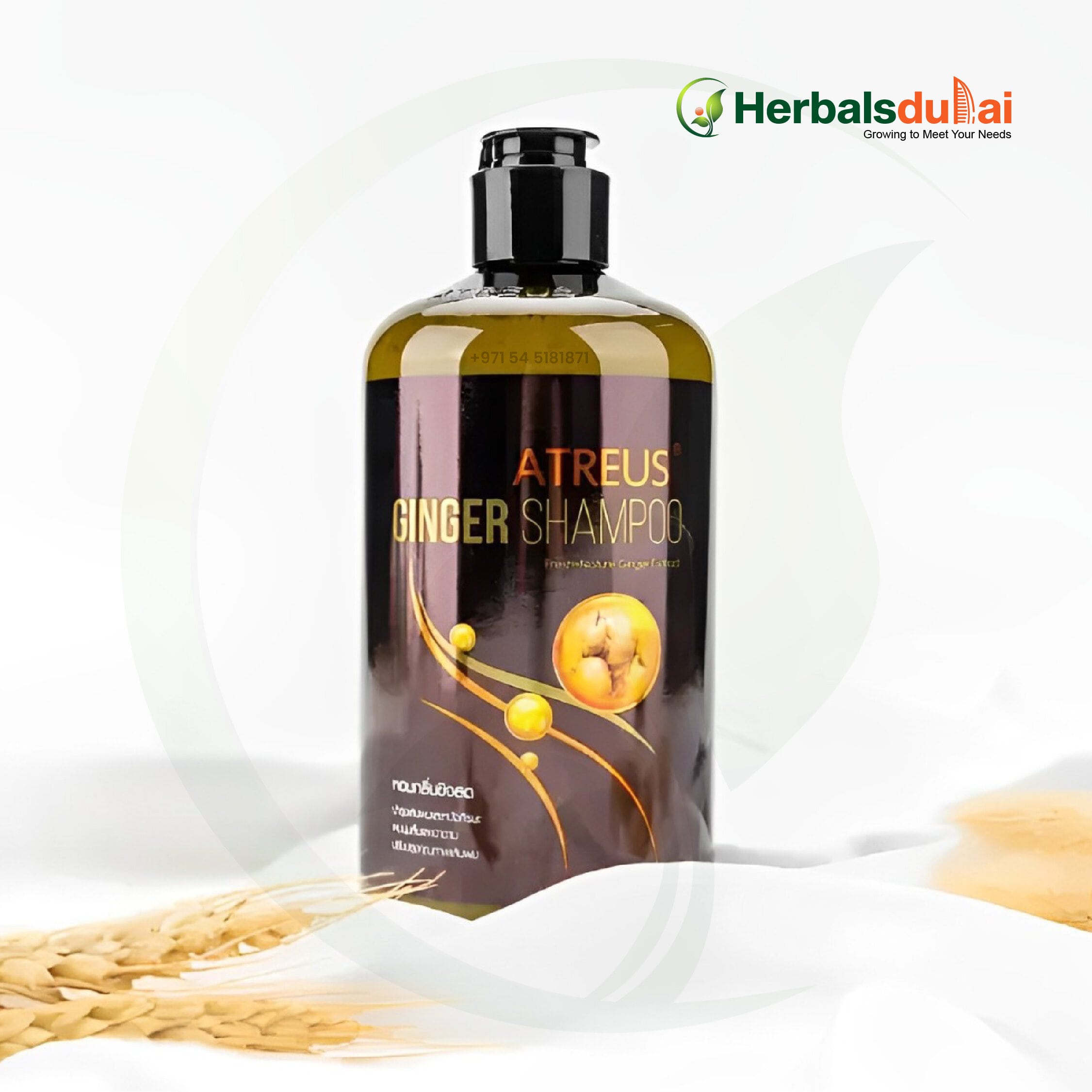 A bottle of Atreus Ginger Shampoo with ginger extract displayed on a white background, next to some wheat stalks, featuring the Herbals Dubai logo.