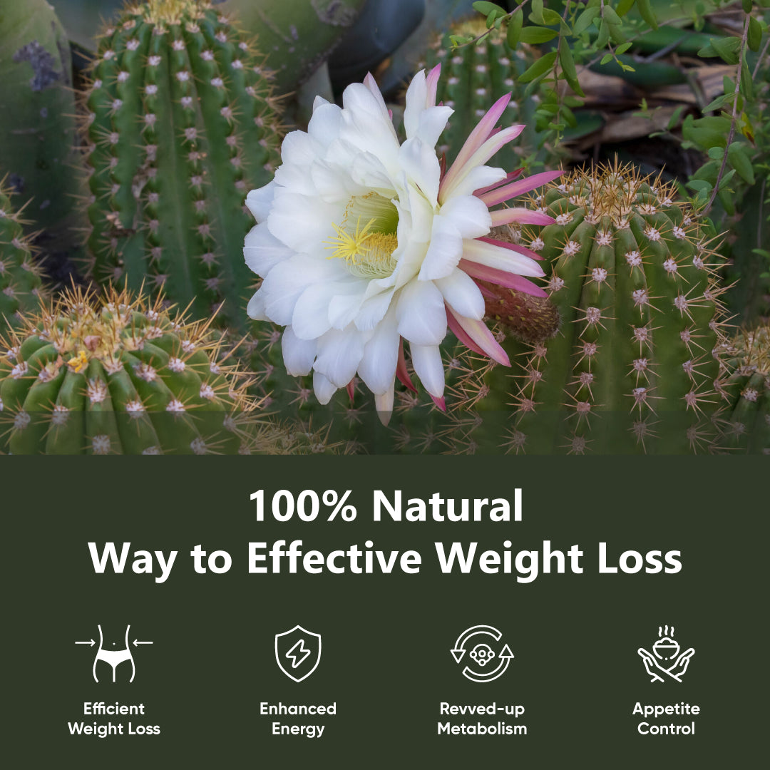 Kalahari Desert Hoodia Gordonii Gold !00% Natural Way to Effective Weight Loss